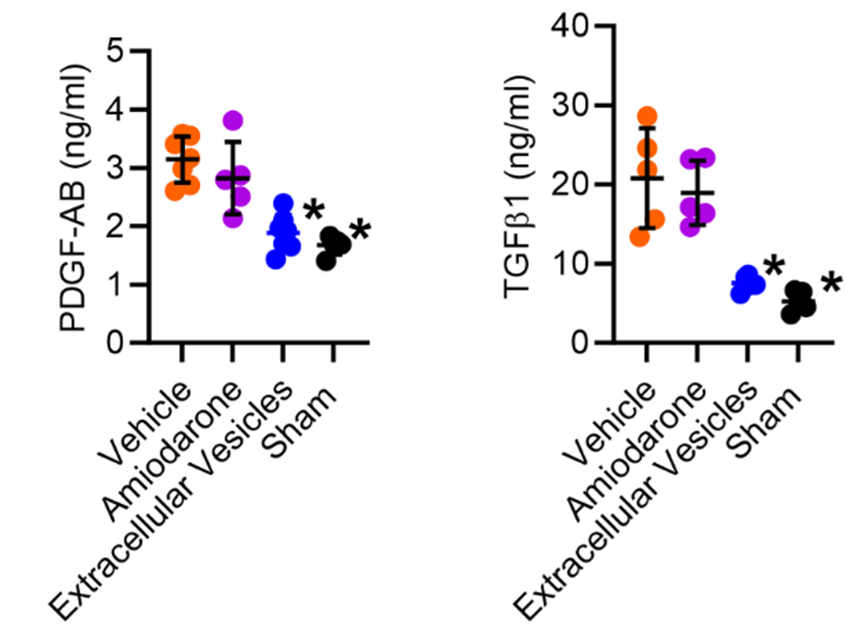 davis_ctrl's tweet image. Human extracellular vesicles effectively reduce inflammation (cytokine levels) in atrial tissue, outperforming the antiarrhythmic amiodarone, which targets electrical activity.🔗 doi.org/10.1016/j.jace…