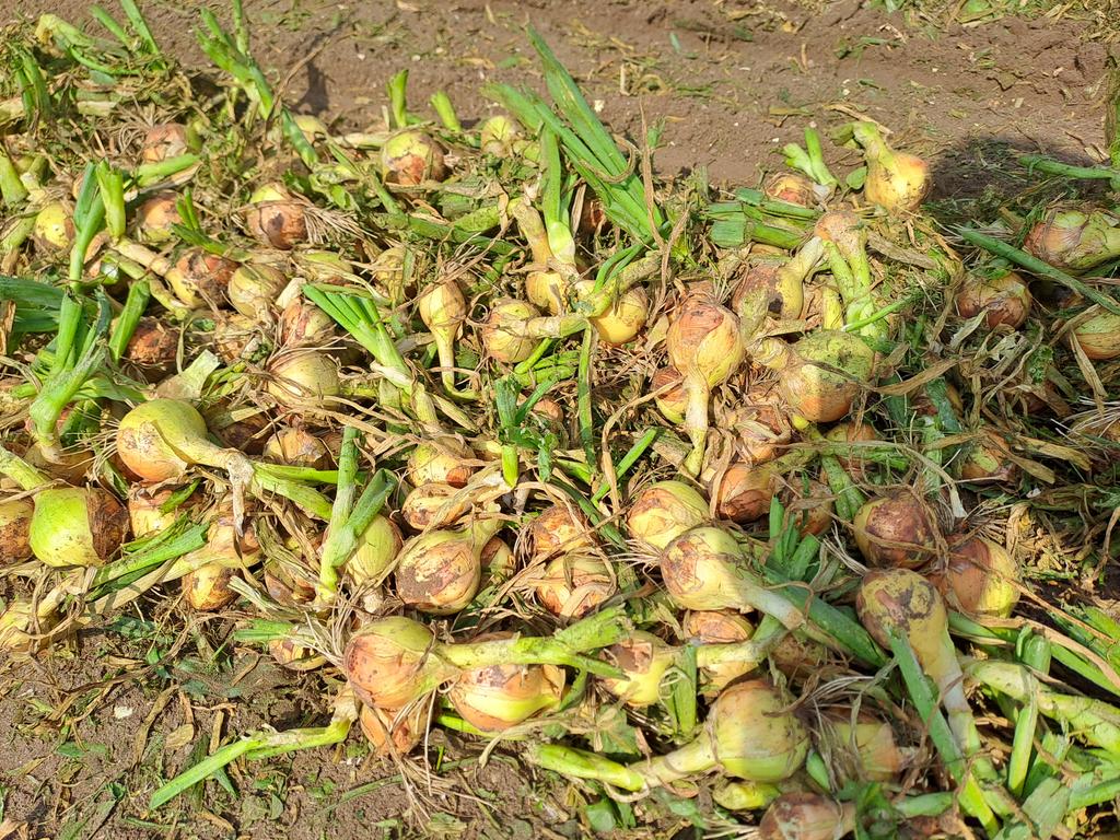 Eric Pelleboer tweet media