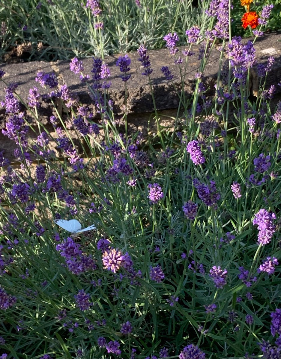 Today pre-recorded an interview with young person who had been main carer for their late mum with young onset dementia! 

 Powerfully words for all to hear <a href="/YoungDemNetwork/">Young Dementia Network</a> <a href="/DementiaUK/">Dementia UK</a>  webinar in November with myself and <a href="/PMasterson_80/">P Masterson Algar</a> <a href="/BangorUni/">Bangor University</a> <a href="/iSupportYC/">iSupportYC</a>