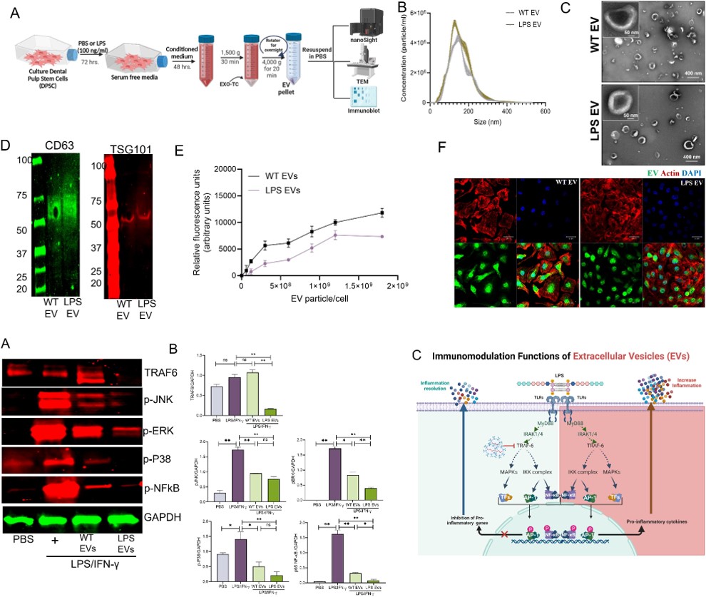 Vesiculab Ltd (@vesiculab) on Twitter photo Sadiq Umar, Sriram Ravindrana <a href="/thisisUIC/">University of Illinois Chicago</a> et al sought to demonstrate that extracellular vesicles derived from dental pulp stem cells exert a significant immunomodulatory effect on primary macrophages by modulating the NFκB signaling pathway
frontiersin.org/journals/immun…
#exosomes #EVs Sadiq Umar, Sriram Ravindrana <a href="/thisisUIC/">University of Illinois Chicago</a> et al sought to demonstrate that extracellular vesicles derived from dental pulp stem cells exert a significant immunomodulatory effect on primary macrophages by modulating the NFκB signaling pathway
frontiersin.org/journals/immun…
#exosomes #EVs