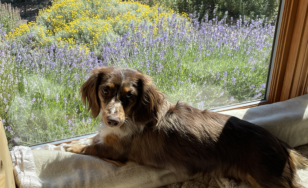 RMezoff's tweet photo. Warp-loving dog meets Harrisville Rug Loom warping - https://t.co/O3RRwiV8qP https://t.co/z15ATMauSi