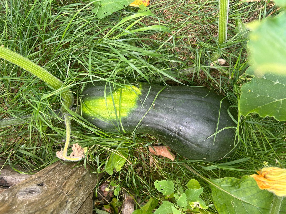 Weird and wonderful things spotted in the garden recently... is it too early to mention Halloween? 🎃