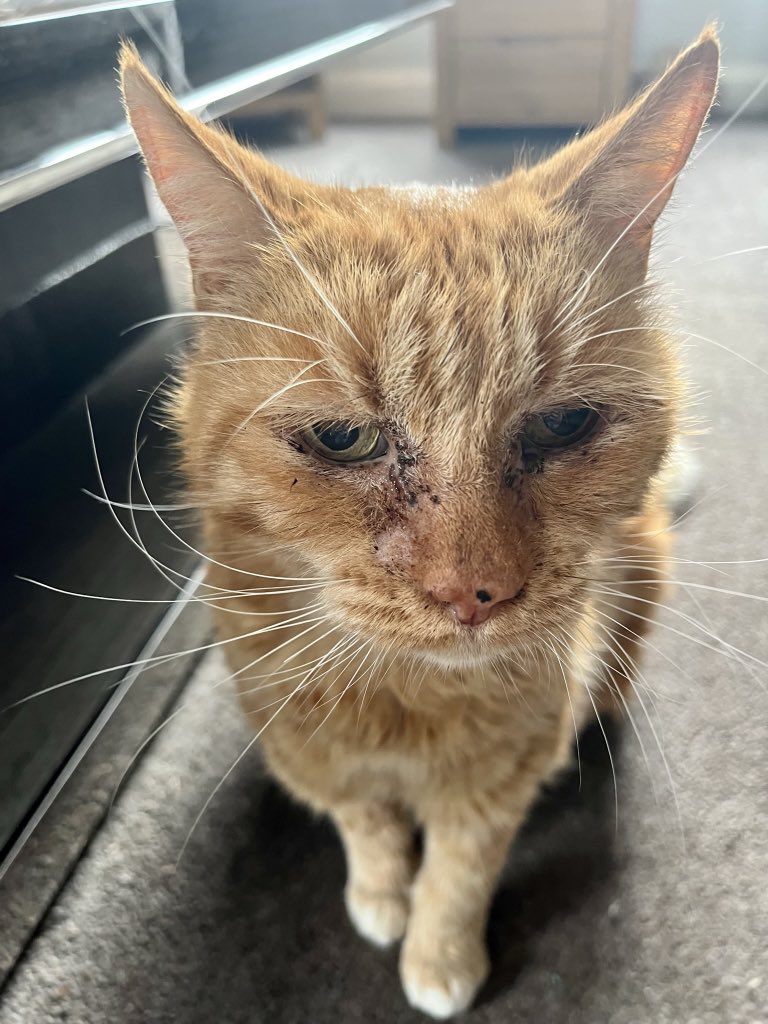 It is a year ago today that I flew over the rainbow 🌈 bridge. Slaveas have leaky eyes 👀