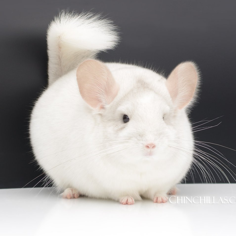 Chinchilla Elegant Deluxe チンチラ ストールデザイン ファーコート