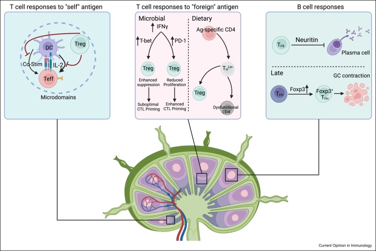 MSKLibrary's tweet image. Featured today by @MSKLibrary: Regulatory T cells in the context: deciphering the dynamic interplay with the tissue environment #TregCells #Tissues #Tumors

dx.doi.org/10.1016/j.coi.…