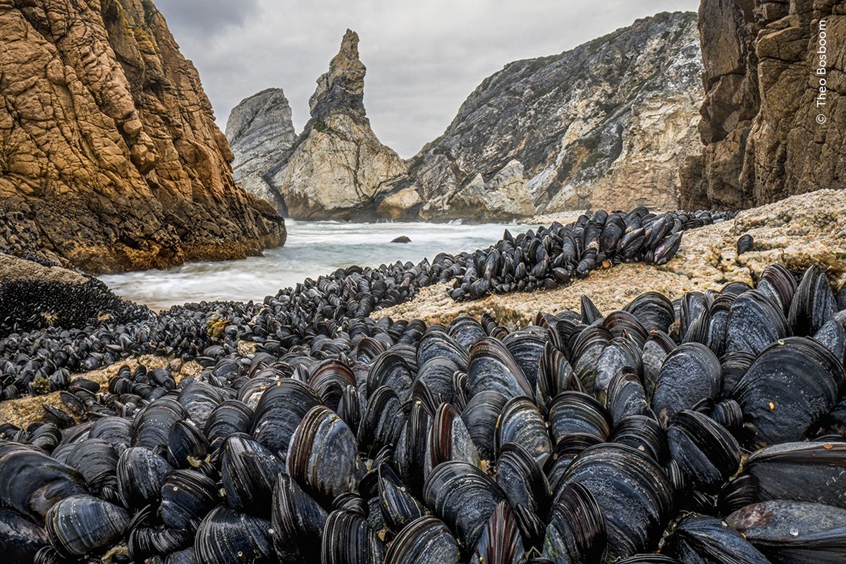 TheAtlPhoto's tweet photo. Wildlife Photographer of the Year 2024: Highly Commended - 12 of the best photos in this year’s wildlife photo competition, a preview of the the final results to be announced in October. https://t.co/T7pQiTnK4g https://t.co/zxkjSHXP7U
