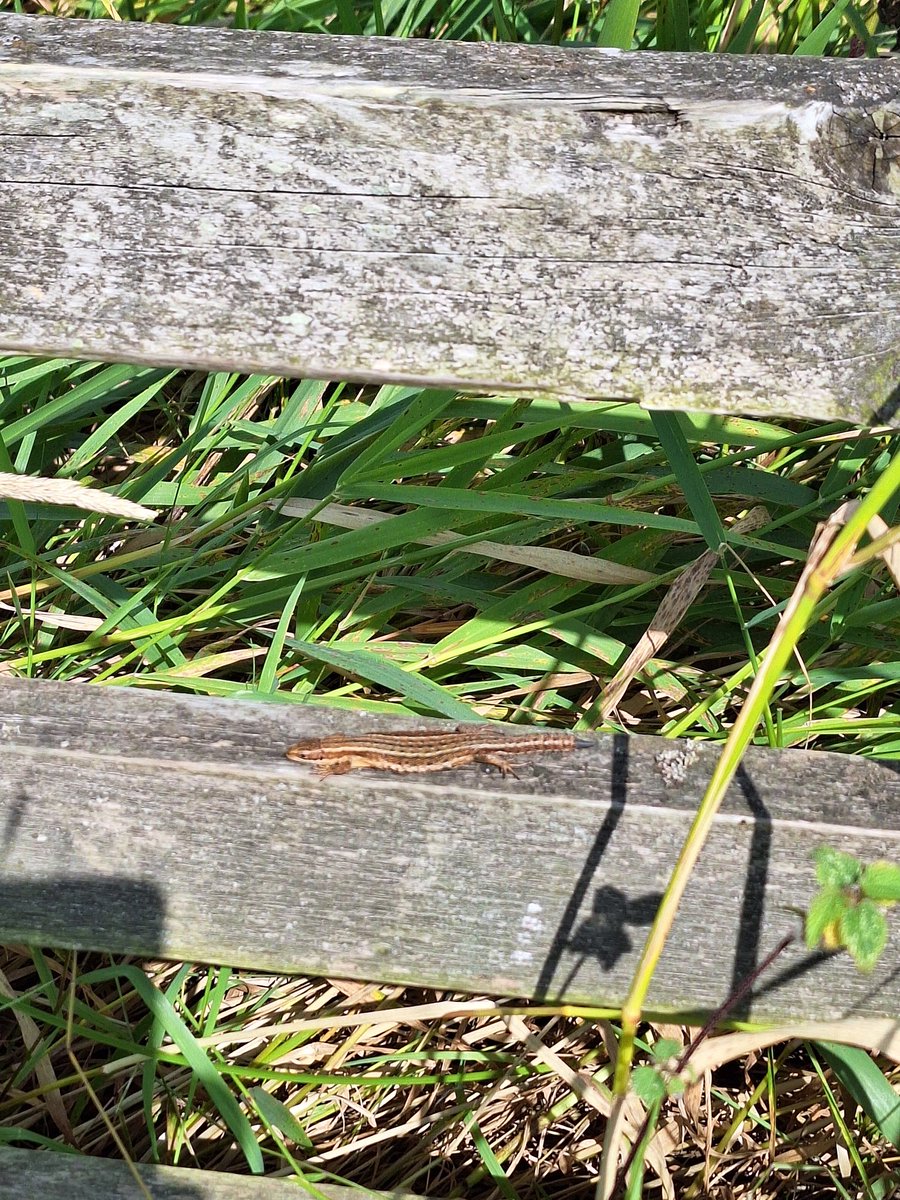Fantastic to see this Common Lizard enjoying the sunshine at <a href="/RSPB_BurtonMere/">RSPB Burton Mere Wetlands</a> this morning.