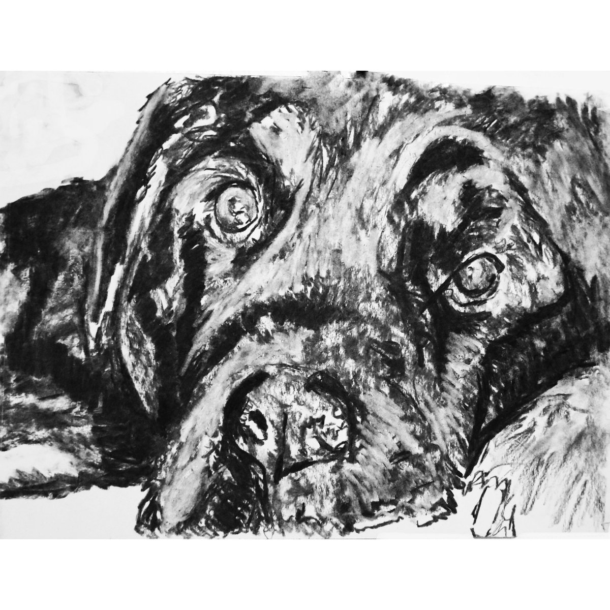 OscarJetson's tweet photo. Black Labrador Expressive Charcoal Drawing Wall Art Print Labrador Retriever Dog Memorial,  Lab Mum Picture Gift Choice of Sizes Hand Signed https://t.co/ABKFOtKxf3 #DogFishArtCo #Etsy #LabradorRetreiver https://t.co/gnNu8ChuIp