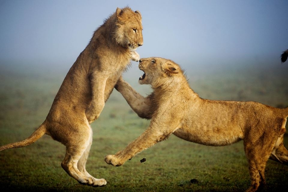 Time to get even in the nature wild i envision Simba and Nora in Lion King I ☕️😜
