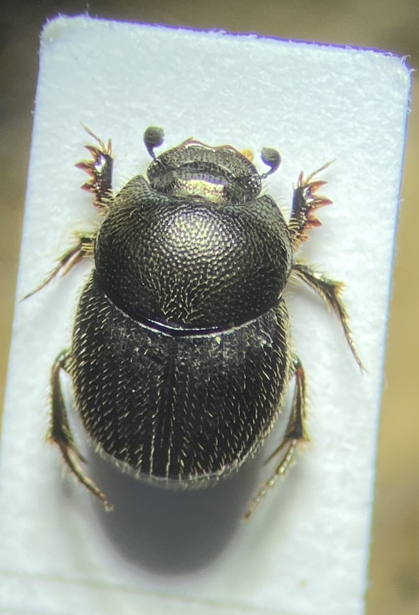 Adrian Dutton (@tbeetles) on Twitter photo Onthophagus joannae, a very scarce beetle in Nottinghamshire known only from Clumber Park and adjacent Forestry England land. This specimen pitfall trapped on โnewโ NT heathland that was previously Scots Pine plantation. <a href="/ColSocBI/">Coleopterists Society of Britain and Ireland</a> <a href="/NTClumberPark/">Clumber Park, National Trust</a> Onthophagus joannae, a very scarce beetle in Nottinghamshire known only from Clumber Park and adjacent Forestry England land. This specimen pitfall trapped on โnewโ NT heathland that was previously Scots Pine plantation. <a href="/ColSocBI/">Coleopterists Society of Britain and Ireland</a> <a href="/NTClumberPark/">Clumber Park, National Trust</a>