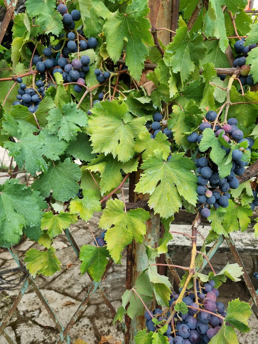 With age, i forget the definition of art but it is interesting to think about Dyonisus and the things humans make with leaves, grapes, the shapes of content and the content of shapes. A lively senselessness in the twilight.