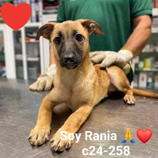 Albergue Bañaderos Gran Canaria 

ENTRADA NUEVA 

RANIA c24-258. CACHORRO 

RANIA es una cachorrita preciosa, simpática, amistosa, sociable y... 
Necesita una familia que la quiere para siempre, si no esta perdida.
#adopta 
#grancanaria 

PIDE CITA 👇 

albergueanimalesgrancanaria.com/animal/c24-258