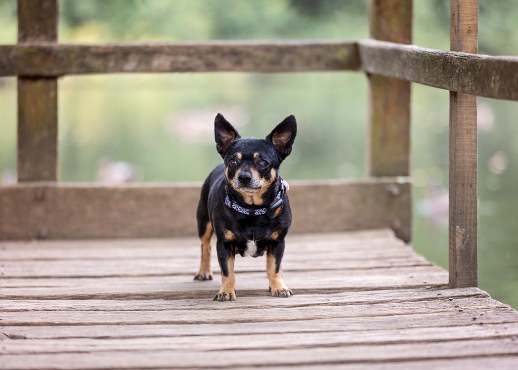 clover_duo's tweet photo. Throwback to when we visited @sissinghurstcastlegardennt and when Phoebe had two eyes 👀🤣

Can't wait to visit Sissinghurst Castle again, if you haven't been we highly recommend visiting!

#jackawawas #lifewithdogs #sissinghurstcastle #nationaltrust #kentsite #dogsdayout https://t.co/wamTEuySnt