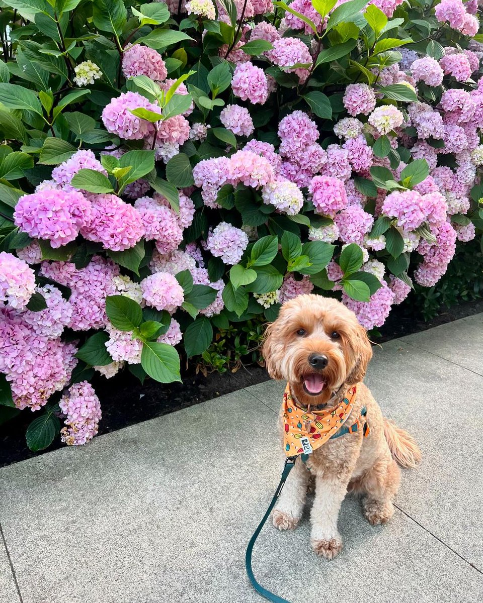 Catch us soaking up the last days of summer by the River District blooms! Comment below what your favourite River District season is!  

📸ig: mini.dood.bodie