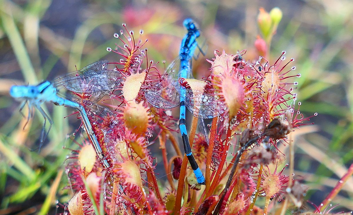 Deze  vleesetende kleine zonnedauw heeft twee juffertjes als prooi. #libellen #planten