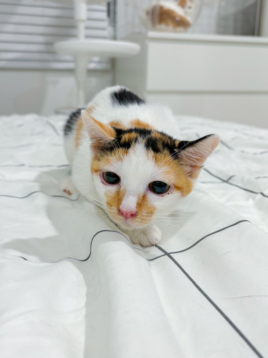 กรี๊ดจะออกจากตู้แมวทั้งวัน เลยพาออกมาเดินเล่นนิดนึง🤏🏻 คิดถึงหนูมั้ยคะ