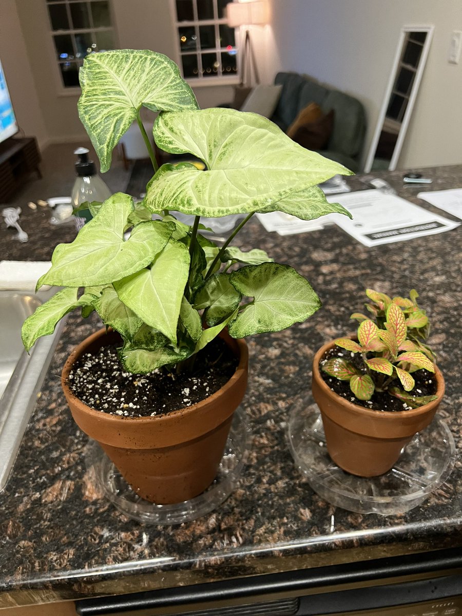 Deireaper's tweet photo. So I’ve been taking care of two plants for a couple of months now (Selene and Lena) and my parents visited me recently. Here’s what my mom had to say after she left 😂 https://t.co/mcEmz1M2wg