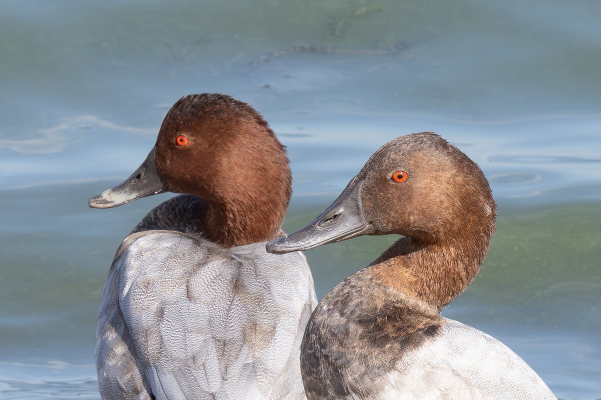 David Carr tweet media