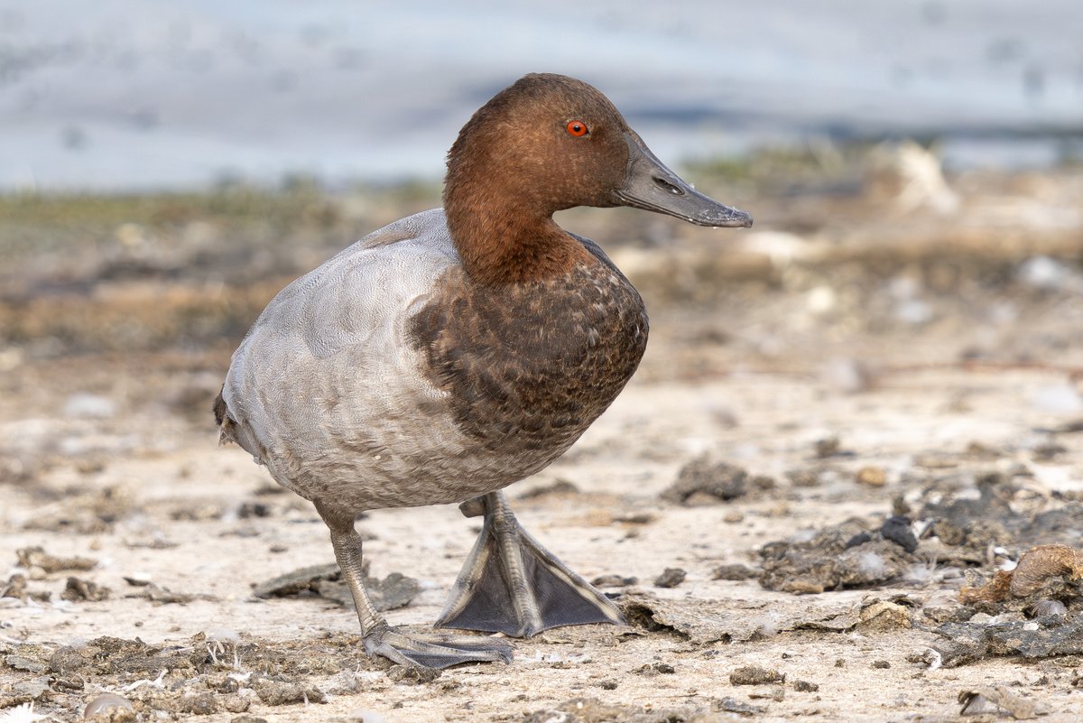 David Carr tweet media