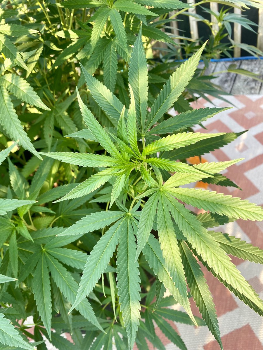 FINALLY! Everyone meet Fergie 🤣❤️