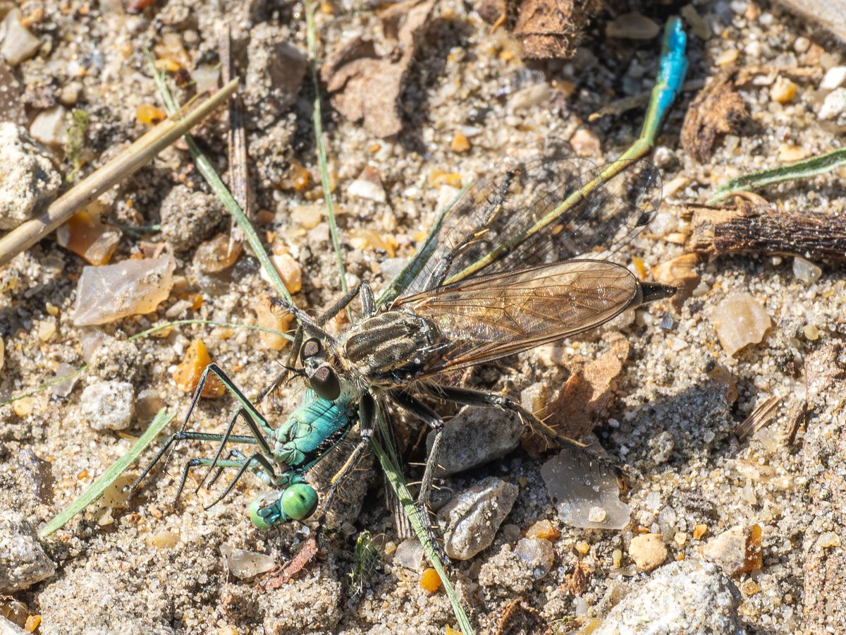 Griffolin's tweet image. Dune #Robberfly (Philonicus albiceps) feeds on #Odonata - Common Blue Damselfly at Dungeness, this morning.
I missed the attack but it flew off with its prey just after I  pressed the exposure button.