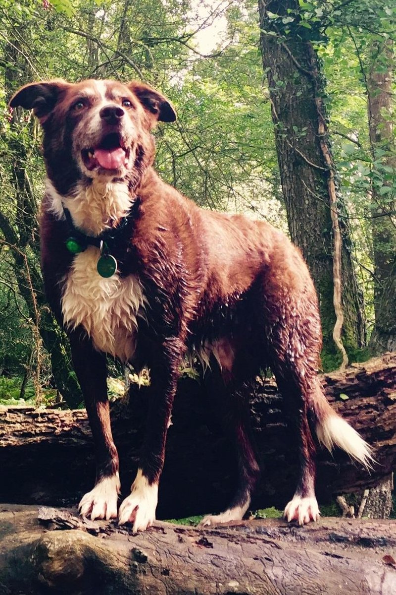It is with sadness we must share the passing of retired Search Dog Milo. 
Deploying often, Milo had a number of operational finds. From deploying on boats to being winched by helicopter Milo really lived a full search life. Our thoughts are with handler Joe and family.
