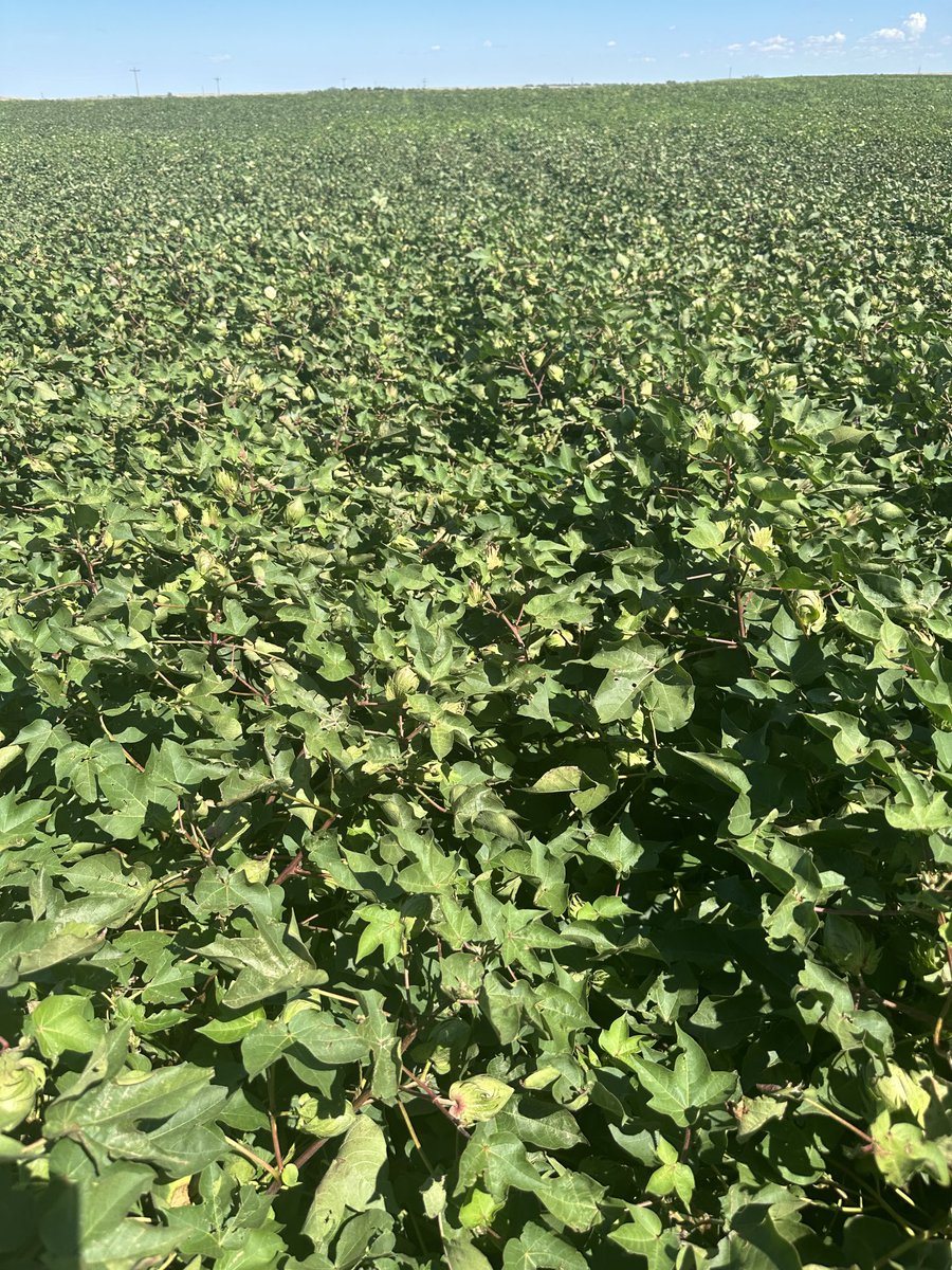 scott sonnenberg (@scottsonnenber2) on Twitter photo Phytogen 415. Slapout, OK. β¦<a href="/lando15ku/">Landon Lukens</a>β© β¦<a href="/PhytoGenCotton/">PhytoGen Cottonseed</a>β© β¦#COTTONGONNACOTTON #SPEARMANGIN Phytogen 415. Slapout, OK. β¦<a href="/lando15ku/">Landon Lukens</a>β© β¦<a href="/PhytoGenCotton/">PhytoGen Cottonseed</a>β© β¦#COTTONGONNACOTTON #SPEARMANGIN