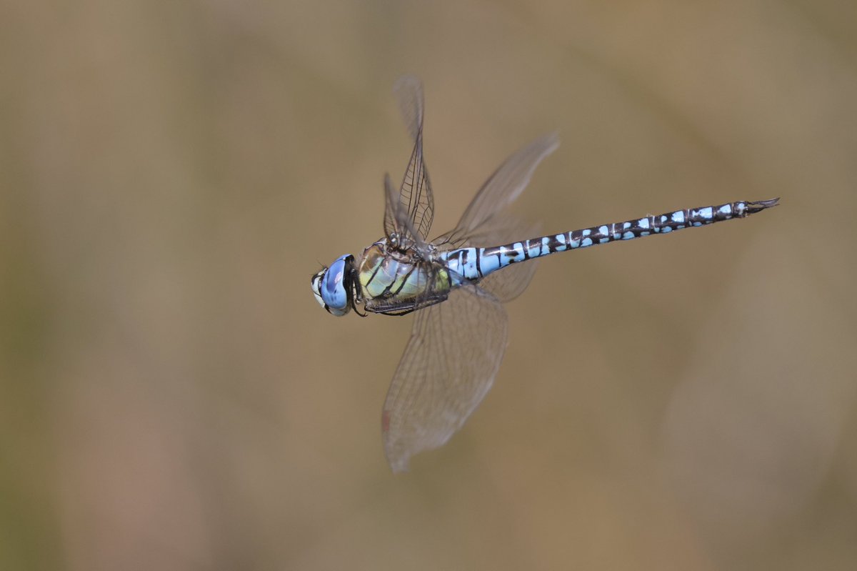 Mark Tyrrell tweet media