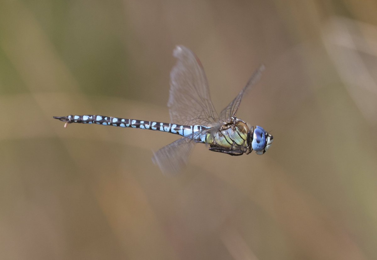 Mark Tyrrell tweet media