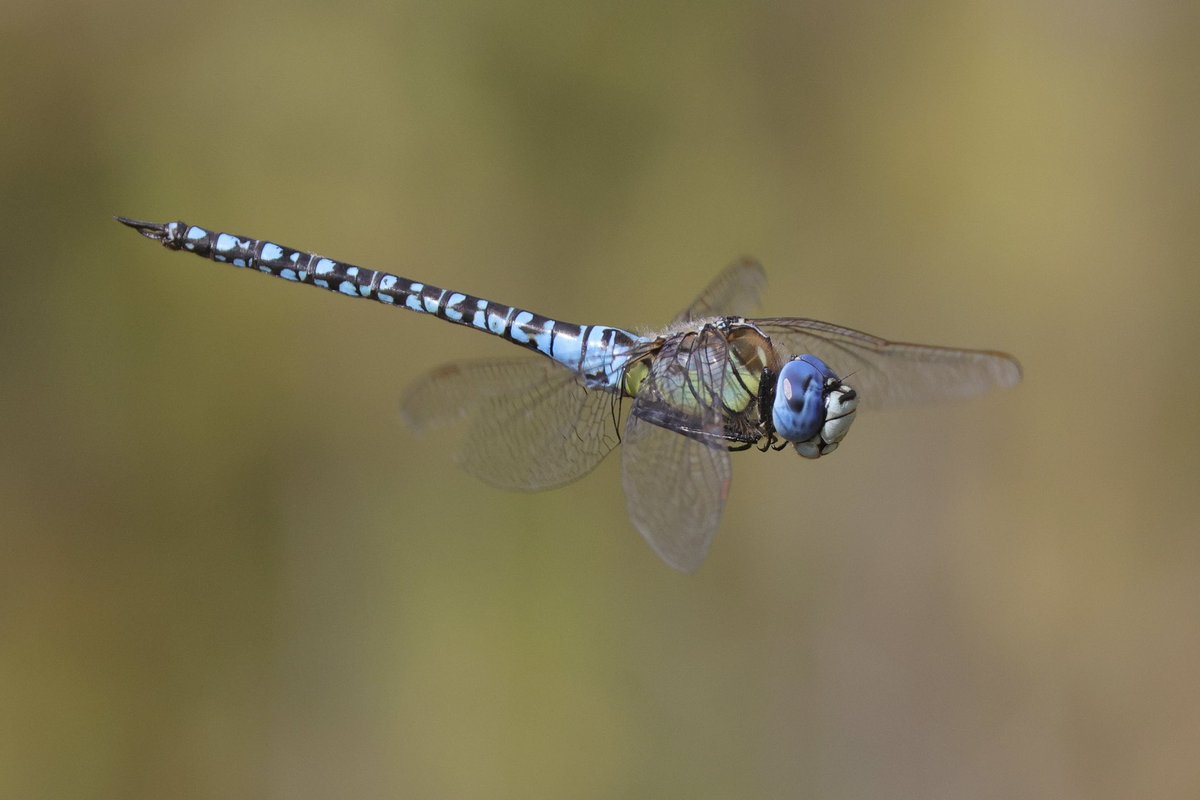 Mark Tyrrell tweet media