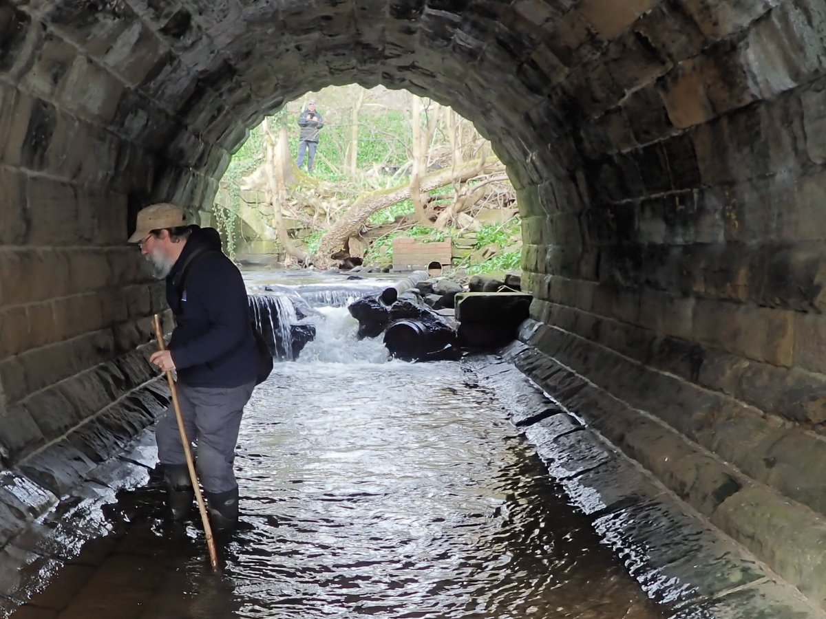 ProfJGrey's tweet image. Day3&amp;amp;4 w/ #Aire RT, now on Gill Beck, Baildon, a #fishpassage issue on my backburner for ~6y so it was good to #LetItFlow today. Thanks to the landowner, @bradfordmdc &amp;amp; funders, this important spawning beck is much more accessible. Over to the beck now to rearrange the substrate