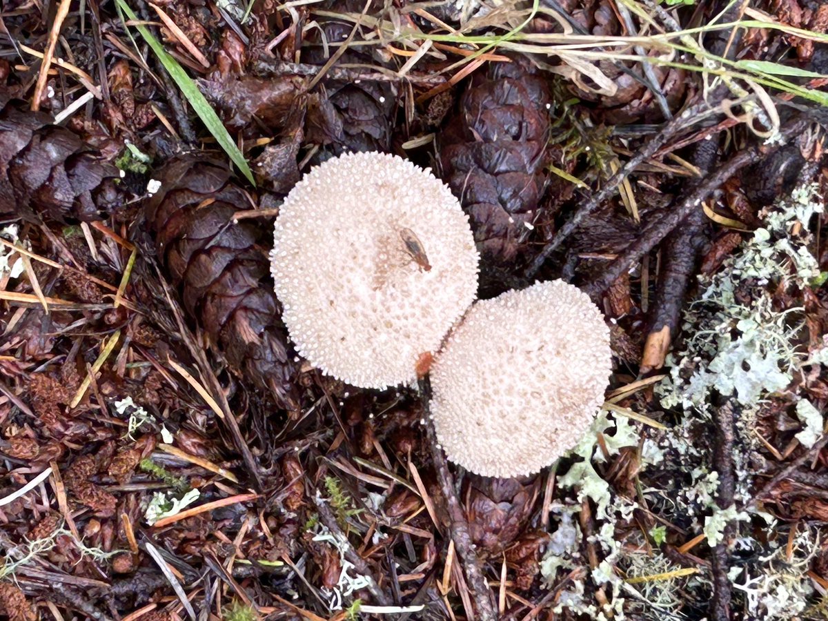 Interesting fungi in glen affric Forrest