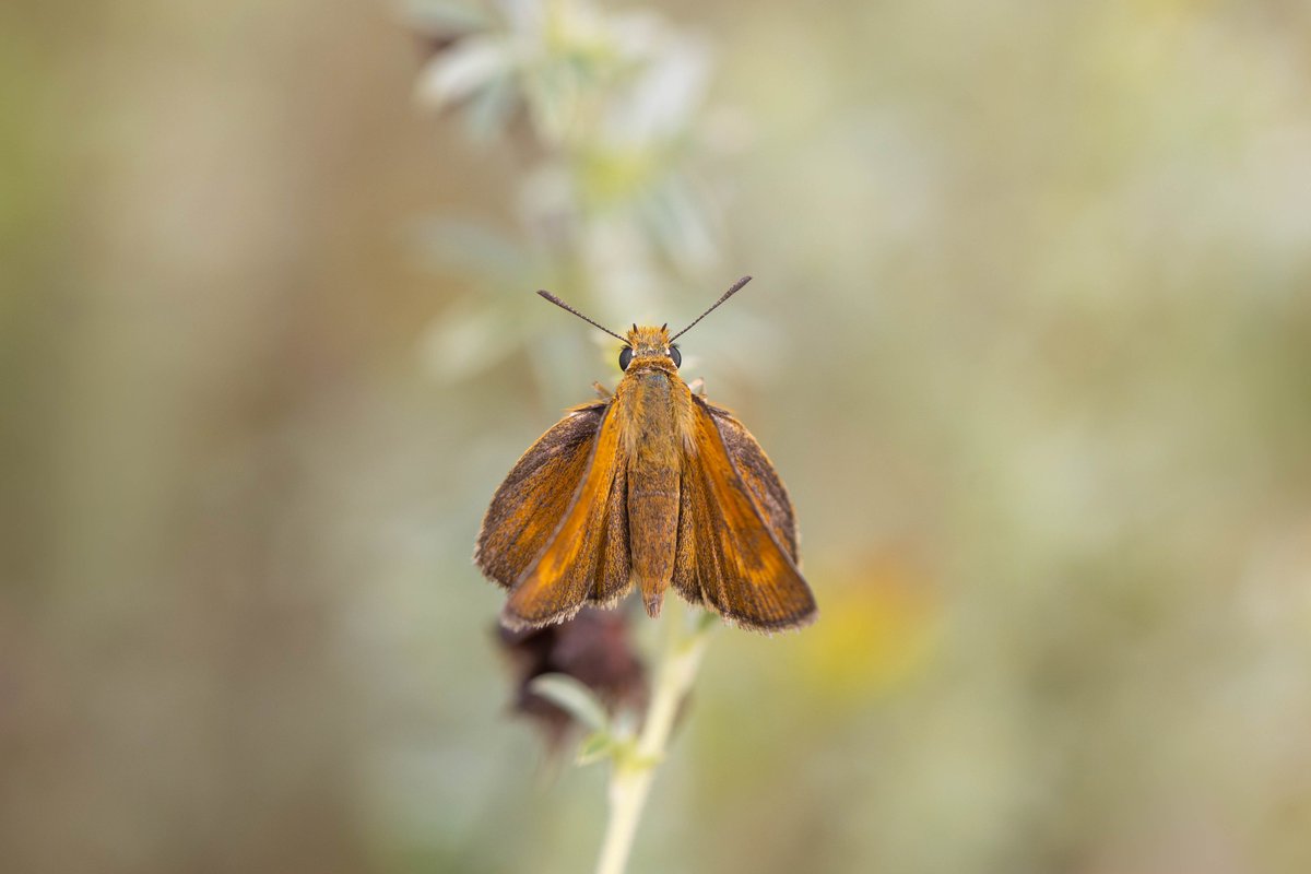 Alex Perry tweet media