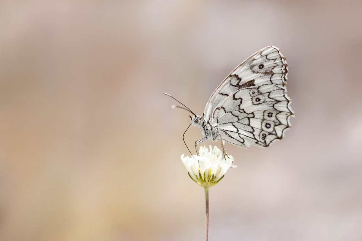 Alex Perry tweet media