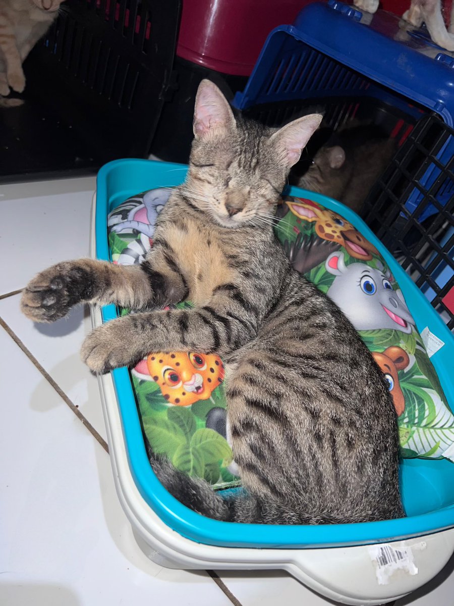 Somos muitos gatinhos no abrigo Davi, uma parte com problemas crônicos intestinais, hoje, não temos areia e não temos como comprar.Também não temos ração, sachês para os doentes, os produtos necessários para ajudar na higienização do abrigo,também não temos os itens necessários
+