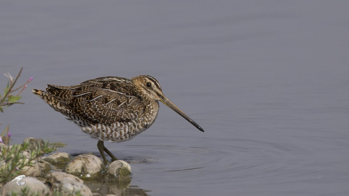 Chulavista21's tweet photo. Four #Common_Snipe on the Rushy @slimbridge_wild this afternoon @waderquest #GlosBirds https://t.co/fEitgZD2g0