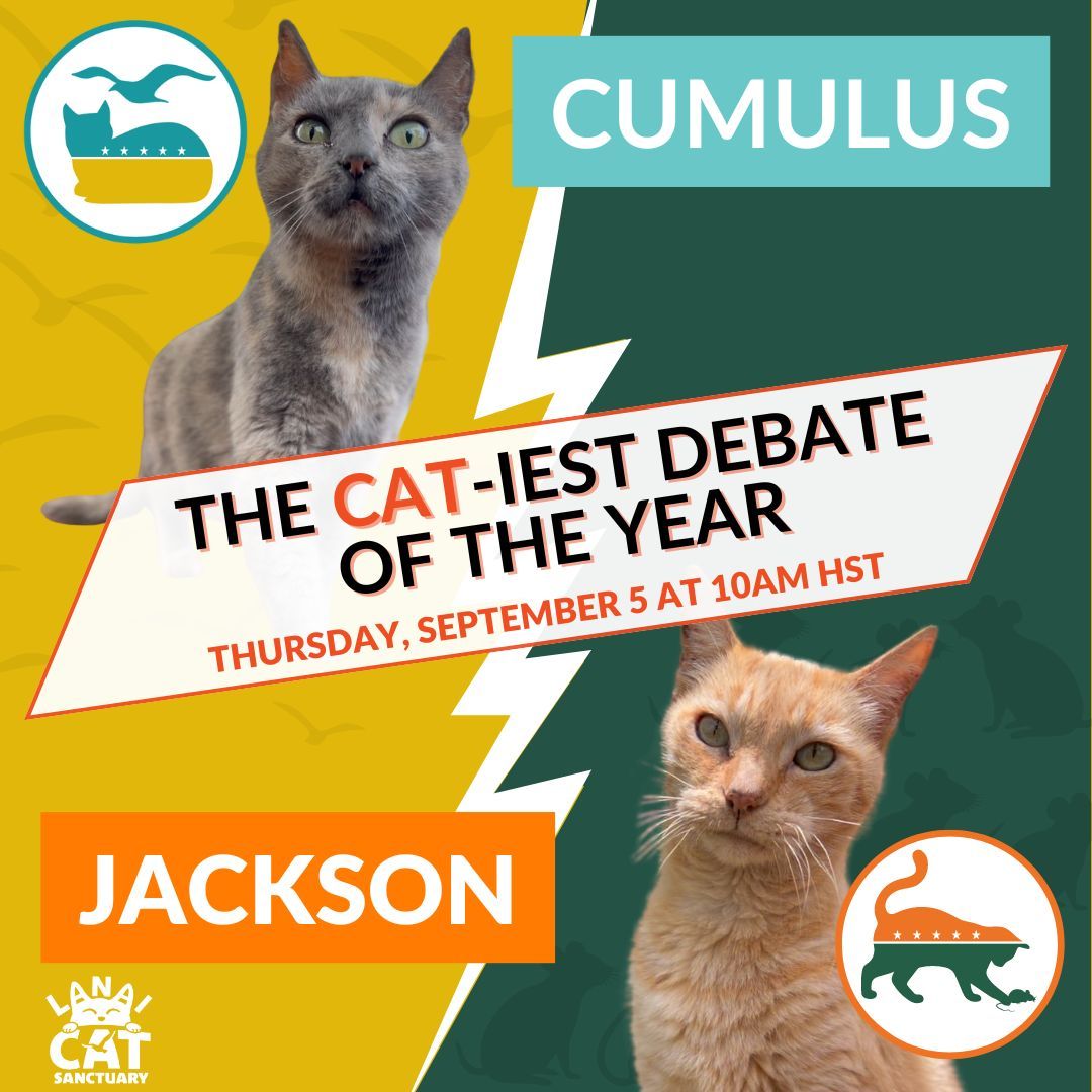 'Get ready for the Cat-idate Debate! 🐱🎤 Cumulus and Jackson will debate their platforms and visions for the sanctuary on Thursday, Sept 5 at 10am HST, 1pm PST. Stay tuned for more details! #LanaiCatElection #CatidateDebate #VoteCumulus #VoteJackson
