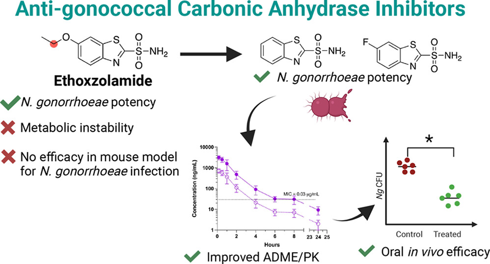 New ethoxzolamide analogs from <a href="/FlahertyLab/">Flaherty Lab</a> show improved PK properties and efficacy in mouse model for gonococcal infection. #JMedChem 

go.acs.org/aDw