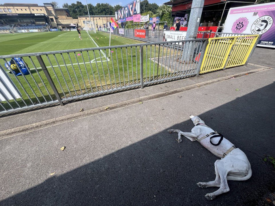nonleaguedogs tweet media