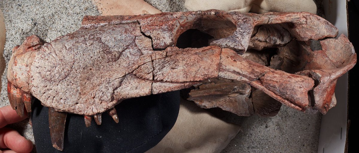 Christian A. Sidor (@christiansidor) on Twitter photo Very happy to get a paper for the upcoming JVP Memoir resubmitted today with <a href="/MannArjan/">Dr. Arjan Mann</a> <a href="/FieldMuseum/">Field Museum</a>. Skull and partial skeleton of a new gorgonopsian from Zambia. <a href="/SVP_vertpaleo/">SVP</a> <a href="/burkemuseum/">Burke Museum of Natural History and Culture</a> <a href="/UWPaleo/">UWPaleo</a> Very happy to get a paper for the upcoming JVP Memoir resubmitted today with <a href="/MannArjan/">Dr. Arjan Mann</a> <a href="/FieldMuseum/">Field Museum</a>. Skull and partial skeleton of a new gorgonopsian from Zambia. <a href="/SVP_vertpaleo/">SVP</a> <a href="/burkemuseum/">Burke Museum of Natural History and Culture</a> <a href="/UWPaleo/">UWPaleo</a>