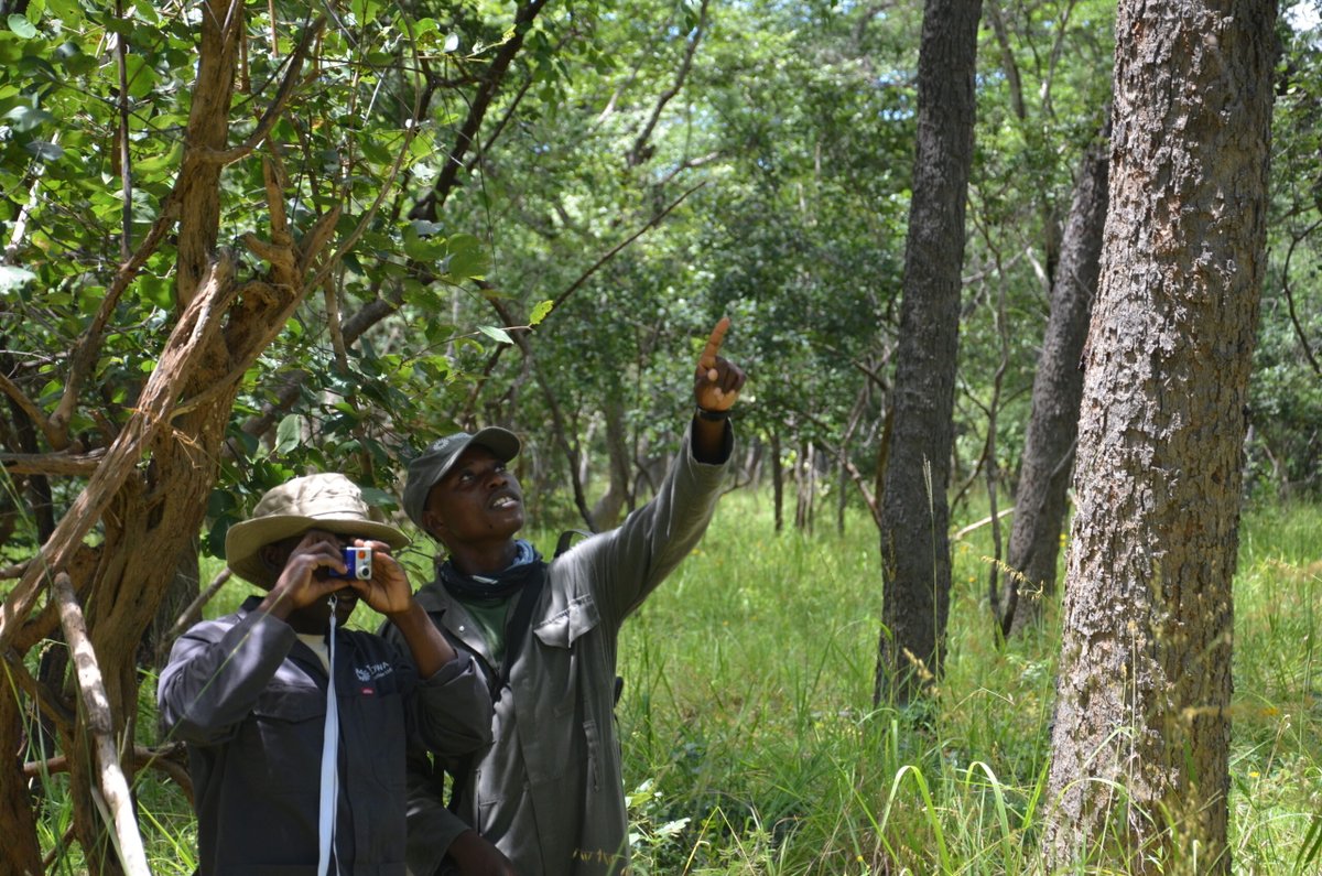 🌳🌲 The past six months have been especially productive for JRS grantee  Conserve Global. The project is achieving its aims for a better understanding of the region’s plant diversity, habitat, and land cover patterns across the Tondwa GMAs in Zambia.    ow.ly/OMva50Ta4KF