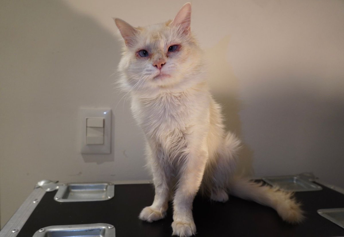 Les pido un favor? Me ayudan a encontrarle una familia linda a Piti? 🥺 me duele mucho que su familia lo abandonada y que estuviera días hecho bolita temblando. Me gustaría mucho que pronto olvide todo eso. Si lo difundimos mucho quizás alguien quiera adoptarlo pronto 🤍