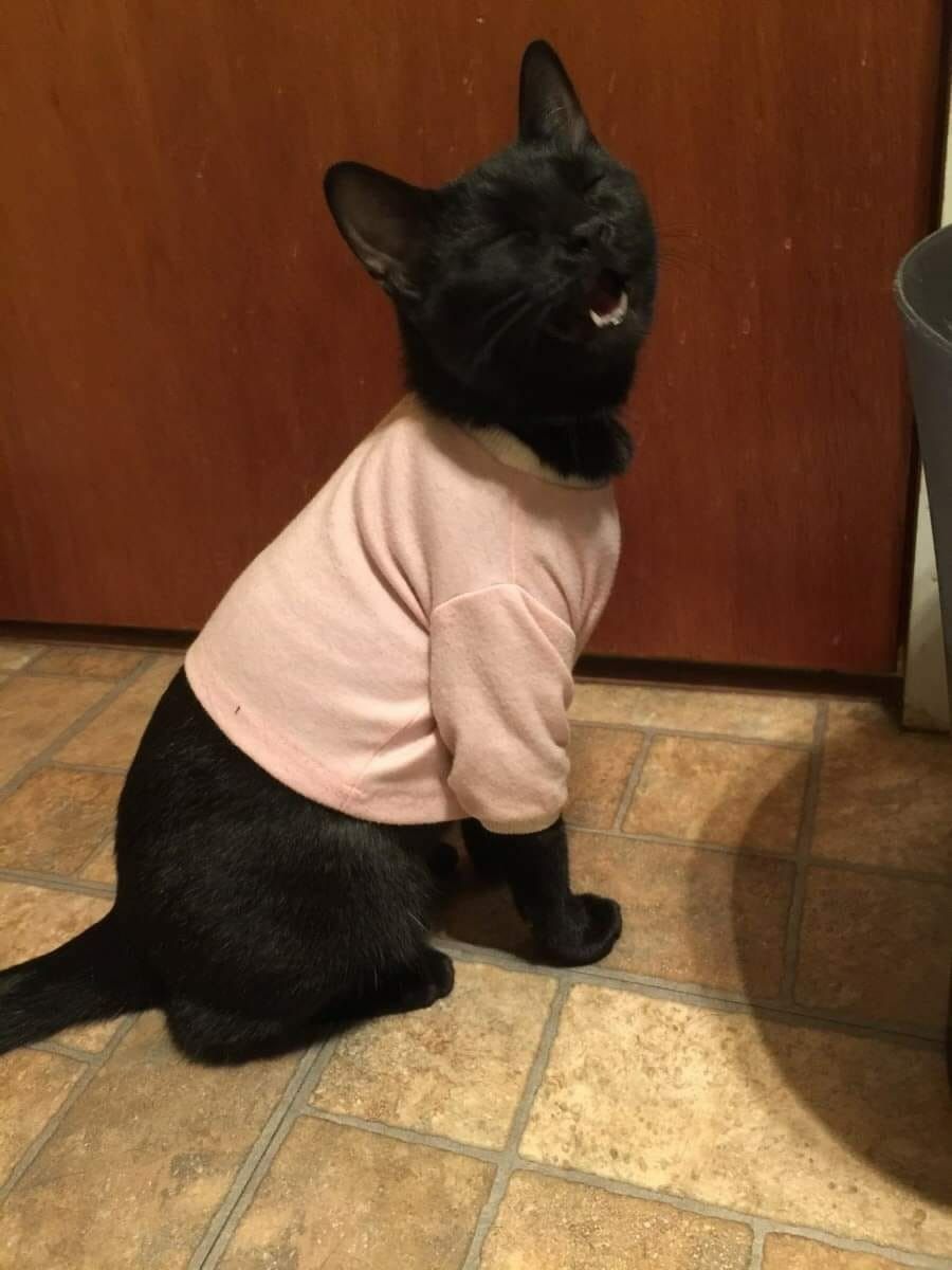 Black cats are not bad luck tweet media
