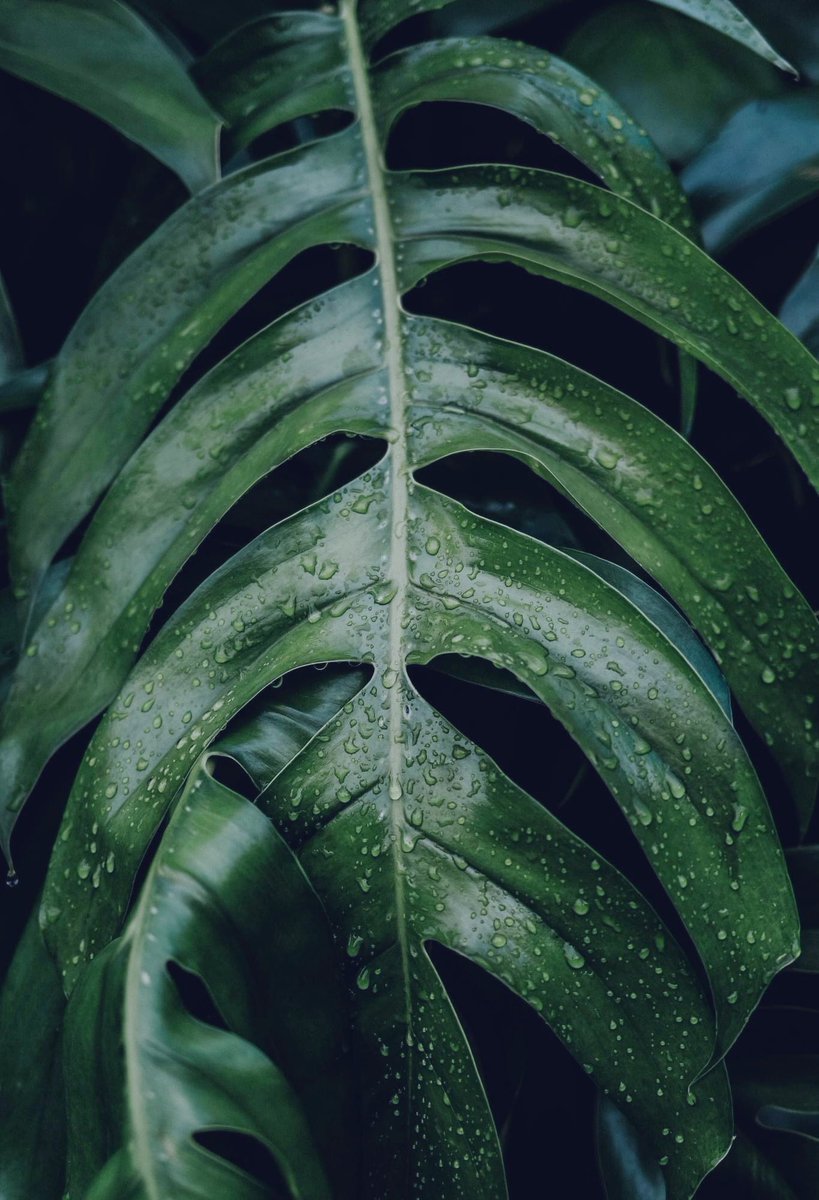 LilliunAzules's tweet image. 🌿 “É preciso falar de esperança todos os dias.
Só para que ninguém esqueça que ela existe”

Mia Couto