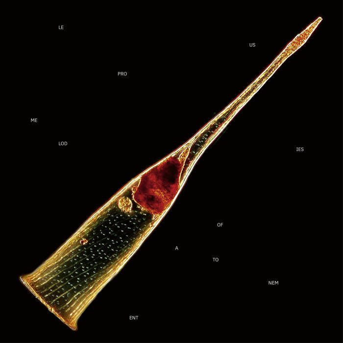 ブラックメタルの帝王Ihsahnのバックバンドとして世に誕生しブラックからプログデス→エレクトロとの融合→スペーシーな展開を魅せてきたLeprousによる最新作
これまでの集大成かのように今までの作品の良いところを煮詰めた神秘的作品になっていてこれがプログレとしての一つの答えなんだと実感した