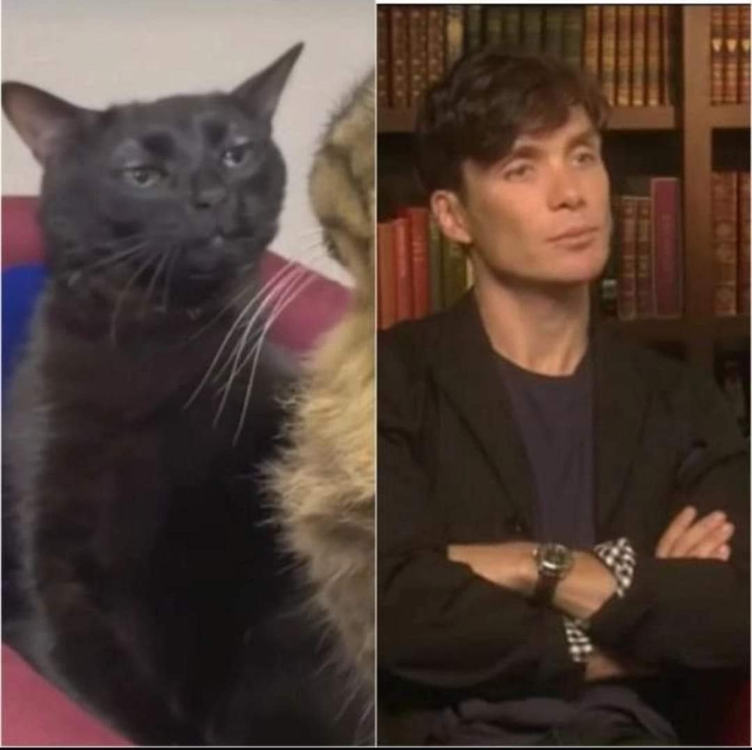 Cuckules's tweet photo. #zoningoutcat #cillianmurphy #meme https://t.co/dLRGDdLOBm