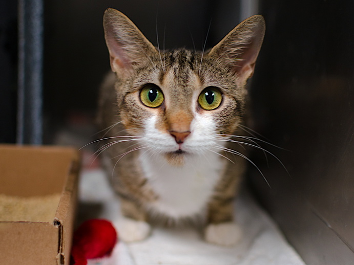 NYCDEATHROWCATS's tweet photo. THERE ARE 28 ANIMALS ( 9 CATS &amp; 19 DOGS)  AT RISK FOR SATURDAY 8/31/24 DEADLINE IS NOON. PLEASE SHARE, FOSTER, ADOPT, TAG FRIENDS, POST TO SOCIAL MEDIA SITES, PLEDGE TO  HELP SAVE THEIR LIVES. NEW PHOTOS https://t.co/Rt2PL8RIF6 https://t.co/0DOacCGqpA