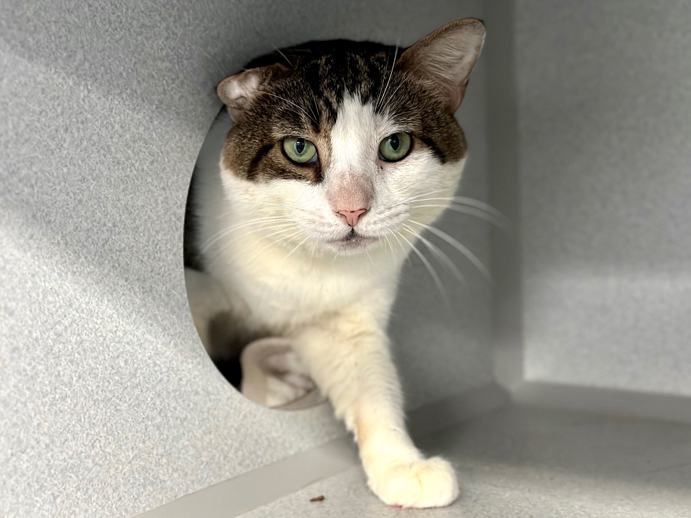 NYCDEATHROWCATS's tweet photo. THERE ARE 28 ANIMALS ( 9 CATS &amp; 19 DOGS)  AT RISK FOR SATURDAY 8/31/24 DEADLINE IS NOON. PLEASE SHARE, FOSTER, ADOPT, TAG FRIENDS, POST TO SOCIAL MEDIA SITES, PLEDGE TO  HELP SAVE THEIR LIVES. NEW PHOTOS https://t.co/Rt2PL8RIF6 https://t.co/2DrUA27KcT