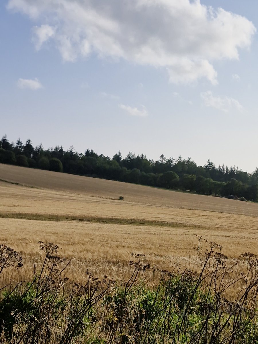 Ayoungrambler's tweet photo. Beautiful fields full of crops ready for the harvest today #Harvest24 #crops #farming #dundee #angus #feild #Farmers https://t.co/EMhqpuaPDi