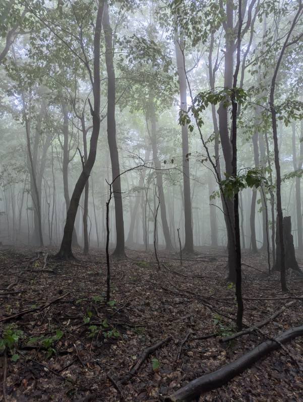 La fin de deux belles semaines du cours d’Excursion en écologie forestière 2024 avec un super groupe d’étudiants en foresterie ❤️❤️🌲🌲